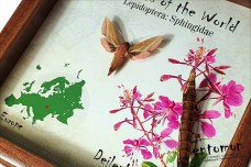 Insects of the World - Sphingidae