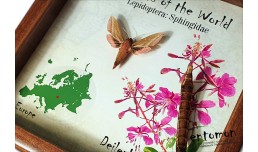 Insects of the World - Sphingidae