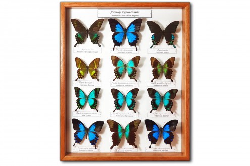 Family Papilionidae