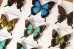 Family Papilionidae