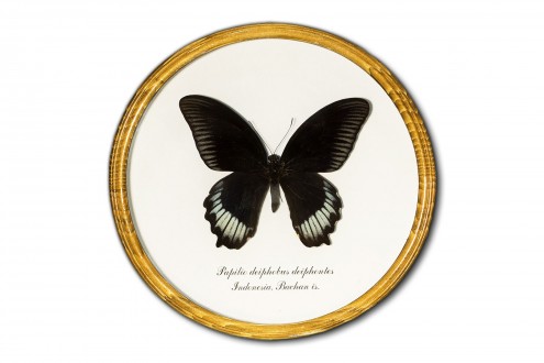 Papilio deiphobus deiphontes