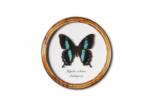 Papilio oribasus