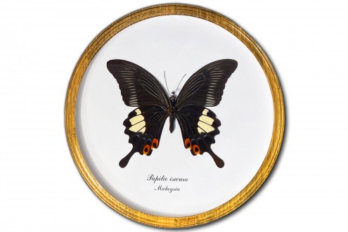 Papilio iswara