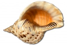 Раковина моллюска Рог тритона (Charonia tritonis)