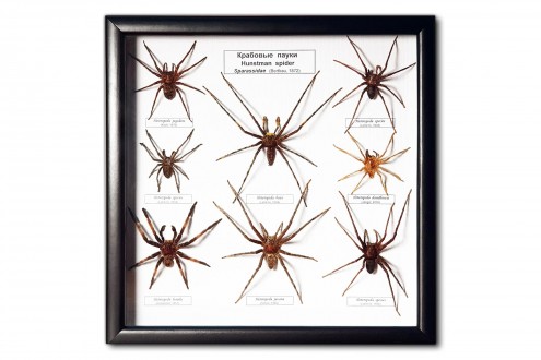Hunstman spiders