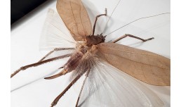 Arachnacris regalis (male)