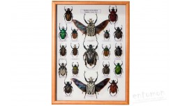 Beetles of the Africa (Goliathini)