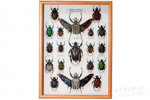 Beetles of the Africa (Goliathini)