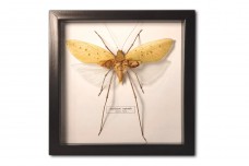 Arachnacris corporalis (male)