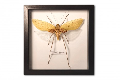 Arachnacris corporalis (male)