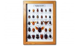 True Bugs of the World. Heteroptera