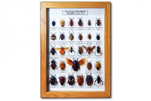 True Bugs of the World. Heteroptera