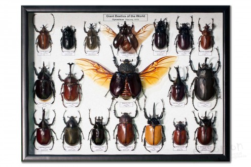 Giant beetles of the World