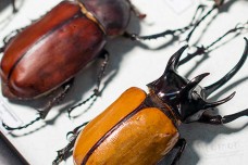 Giant beetles of the World