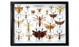 Mantidae of the World