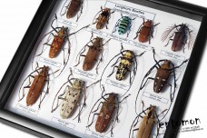 Longhorn Beetles (13 ps.)