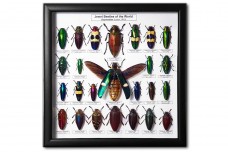 Jewel Beetles of the World