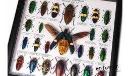 Jewel Beetles of the World