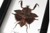 Deroplatys truncata (female)