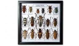 Longhorn Beetles (16 ps.) 