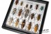 Longhorn Beetles (16 ps.) 