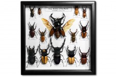 Stag Beetles of the World (14 ps.)