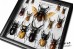 Stag Beetles of the World (14 ps.)
