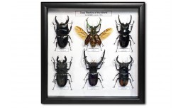 Stag Beetles of the World (6 ps.)