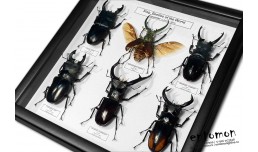 Stag Beetles of the World (6 ps.)
