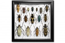 Longhorn Beetles (16 ps.)