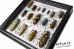 Longhorn Beetles (16 ps.)