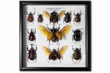Giant beetles of the World (11 ps.)