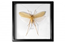 Arachnacris regalis (female)