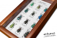 Weevils Beetles (12 ps.)