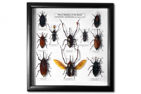 Weevil Beetles (12 ps.)