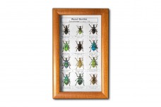 Weevil Beetles (12 ps.)
