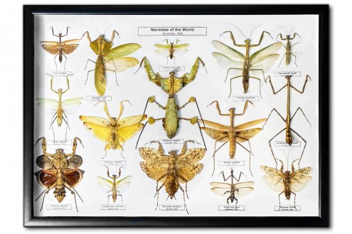Mantidae of the World (15 pcs)