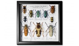 Longhorn Beetles of the World (10 pcs)