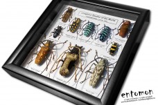 Longhorn Beetles of the World (10 pcs)