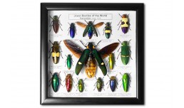 Jewel Beetles of the World (15 pcs)
