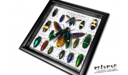 Jewel Beetles of the World (15 pcs)