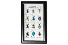 Weevil Beetles (12 pсs)