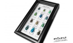 Weevil Beetles (12 pсs)