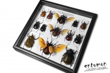 Giant Beetles of the World (13 pcs)