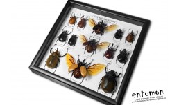 Giant Beetles of the World (13 pcs)