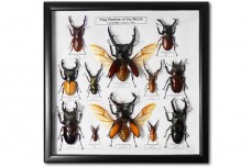 Stag Beetles of the World (12 pcs)