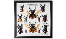Stag Beetles of the World (12 pcs)