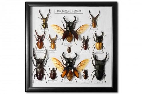 Stag Beetles of the World (13 pcs)