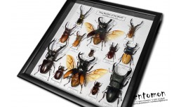 Stag Beetles of the World (13 pcs)