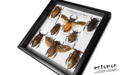 Giant Water Bugs of the World (8 pcs)